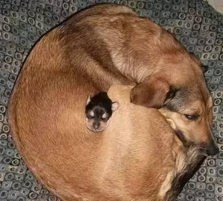 流浪狗被收养的时候, 怀里还藏着一只小狗: 我能带它一起走吗?