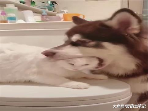 猫咪被阿拉斯加调戏到哈气, 下手也只是温柔地拍拍狗鼻子, 好有爱