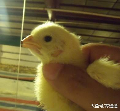 回家创业, 让鸡戴上眼镜, 还可以年利润多赚几百万