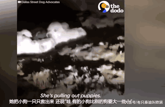 暖心! 救援队救出流浪狗妈妈后, 再克服困难救出排水管中11只小狗