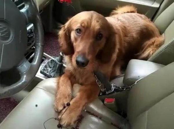 主人把金毛遗忘在车里, 等去接它的时候却发现狗狗在做坏事
