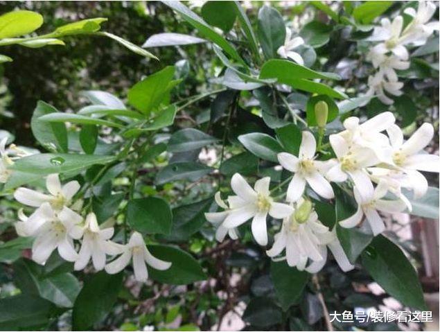 家里别养这几种花, 好多人家里都养了, 家里有的赶紧扔了