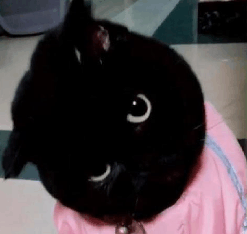 猫咪肤色太黑, 主人发来求助帖, 网友: 这不是缺点, 是优点啊!
