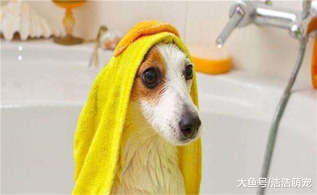 出远门狗狗没法安排? 做好下面5个准备, 你就可以带它出远门