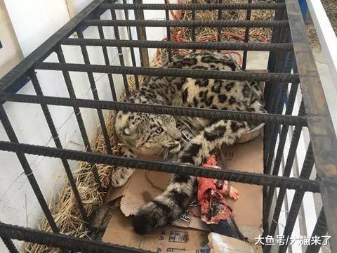 雪豹为何经常偷吃牧民的牛羊? 雪豹偷吃牛羊竟是件好事儿?