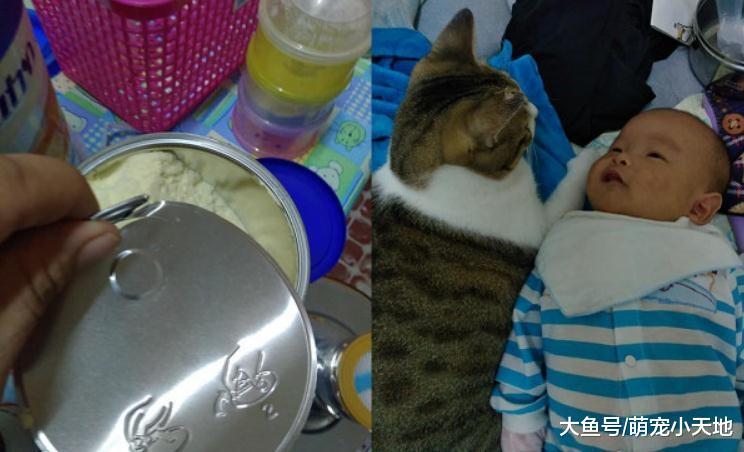 婚后拼4年不孕, 她爱心收编2只猫后顺利怀孕: 一家5口好热闹