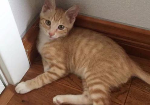 铲屎官嫌弃橘猫太胖, 不肯抱橘猫, 橘猫委屈的小表情亮了