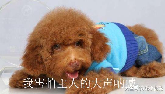 最令狗狗讨厌的5种行为, 咬你是因为你做了其中一个!