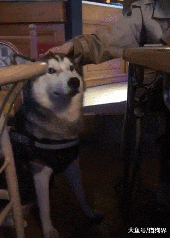 主人: 快回家, 再不走要被小姐姐撩跑了, 二哈: 铲屎的, 你先走吧