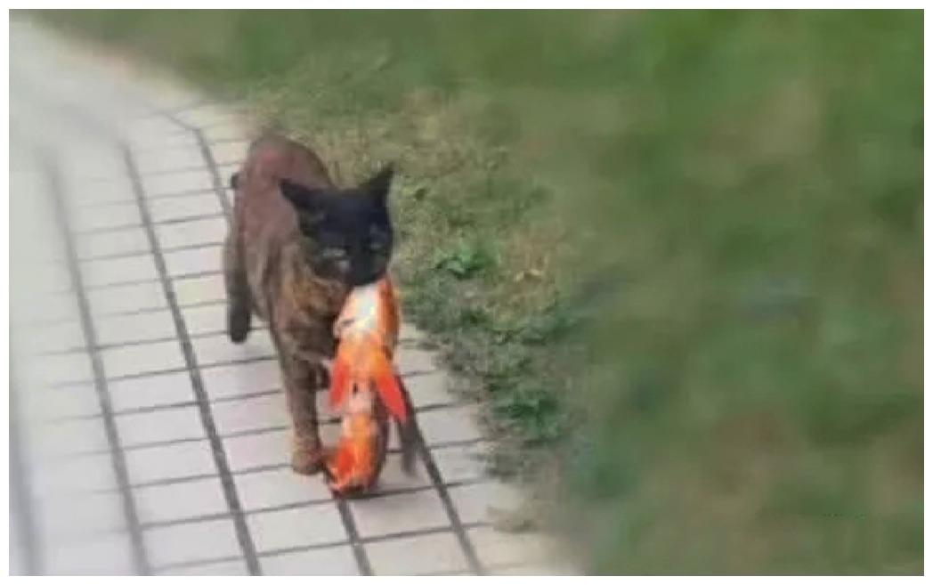 在这只猫咪的眼中, 剑桥康河的柔波, 远不及有锦鲤的公园