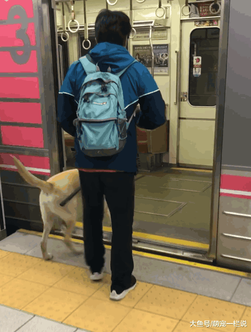 关于导盲犬的小知识, 你知道的有多少呢? 我来告诉你