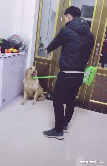 哈士奇: 害怕, 下一个可能该我了, 网友: 真是戏精上身, 表情到位