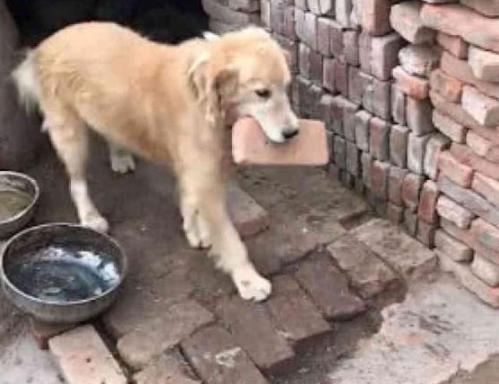 金毛第一天到农村就被安排去搬砖了, 这狗狗过的实属不易