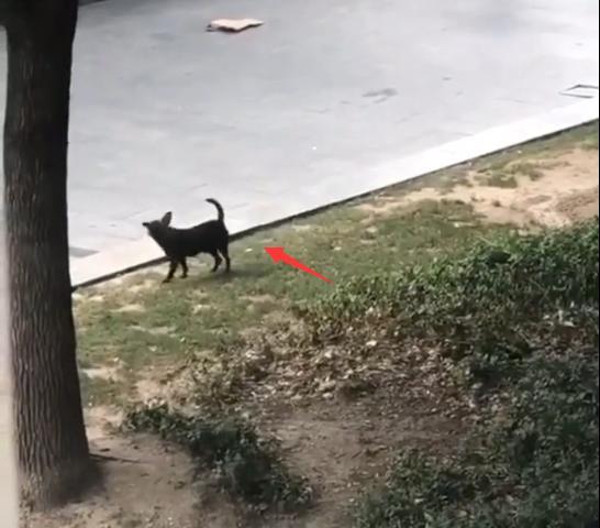 流浪狗为了刚刚生下几只狗崽子有口吃的, 一直在表演讨吃的!