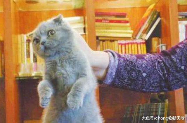 为什么掐住猫脖子后面的肉, 猫就会一动不动?