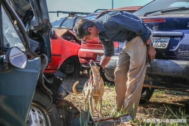 恶犬霸占整辆车不让人接近, 才发现它背后忠心又令人伤心的故事!