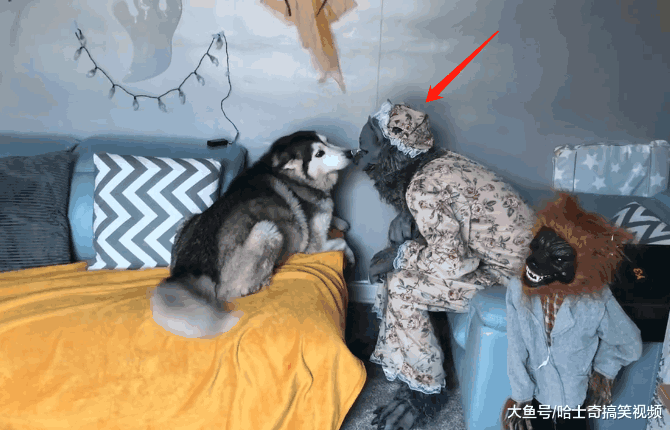 主人戴上狼头套, 二哈以为是同类, 闻了好久才发现不对劲