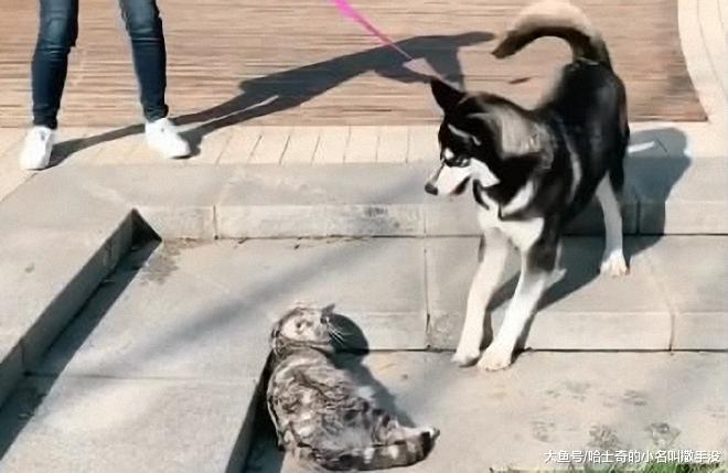 牵引绳拉着的时候, 二哈敢打猫, ? 牵引绳松开后, 二哈假装吃草