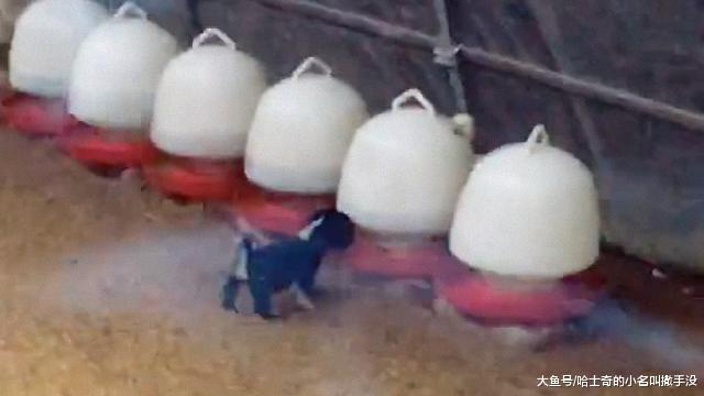 别看狗狗个头小, 在这个地方可是横着走的主, 一天要单挑几十场呀