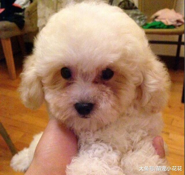 狗狗泪痕? 如何做到有效消除? 这是我见过最简单实用的办法