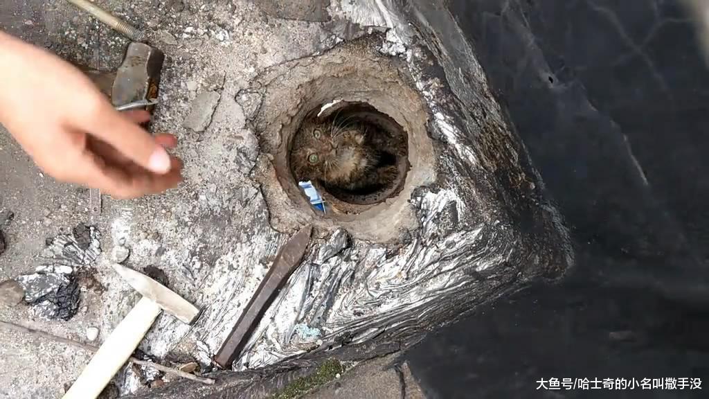 救出一只猫, 看它的眼睛, 我们不会是把被封印的猫妖放出来了吧