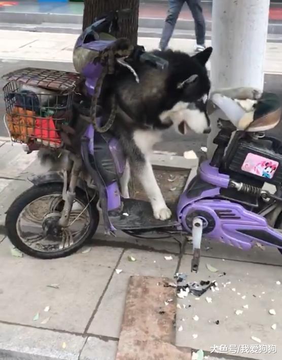 不是什么狗都能拴在车上的, 网友: 软座变硬座, 马上就是站票了