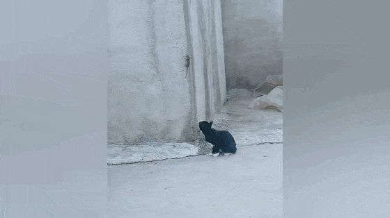 黑猫捉老鼠, 猫: 晚上不要煮我饭了, 鼠: 晚上也不用煮我饭了……