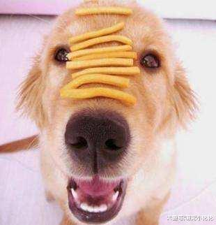 主人的教育是关键: 有“素质”的狗狗, 从小就有这5个习惯!