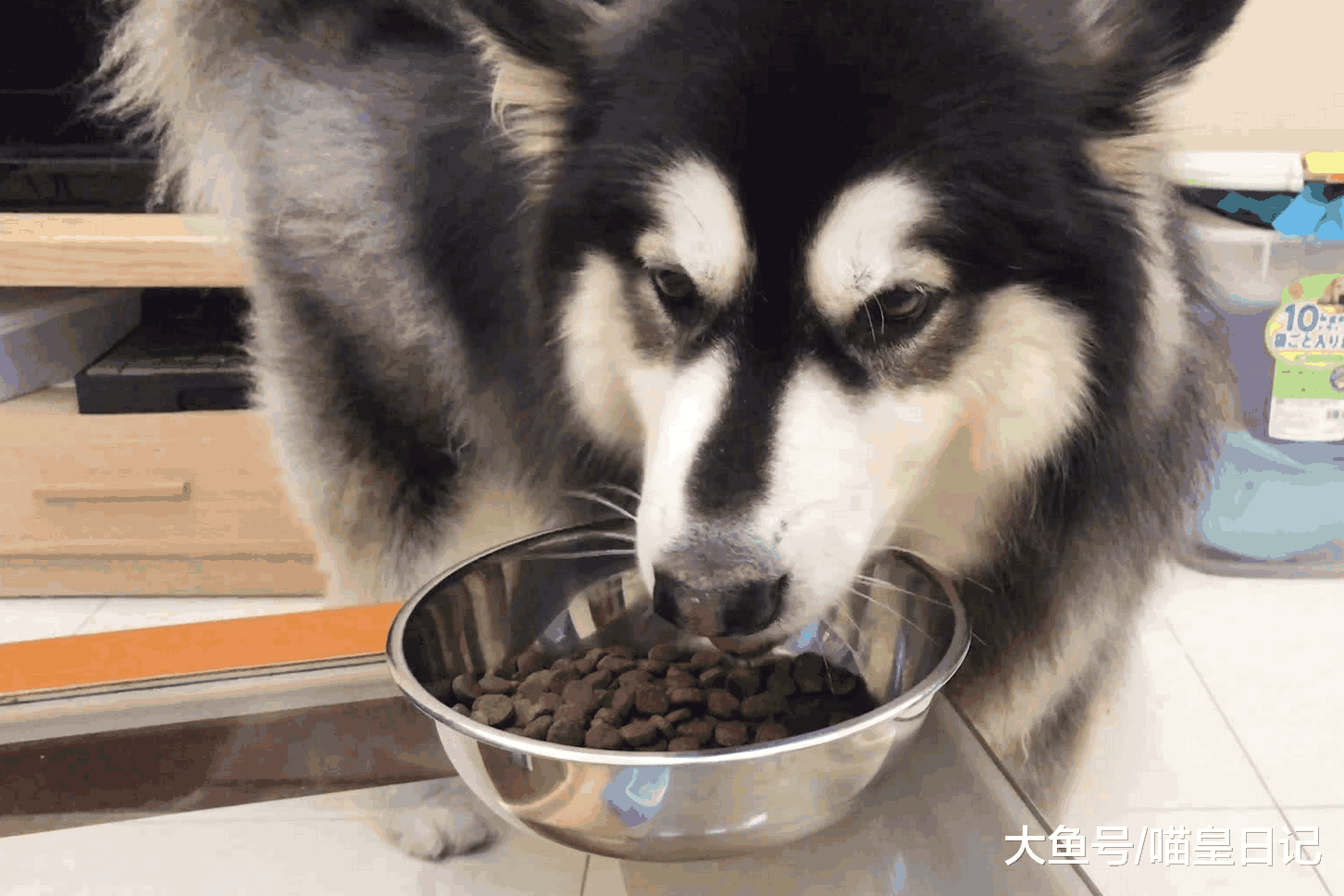 狗狗因为吃东西而生病? 不懂节制的它需要主人牢记这三点!