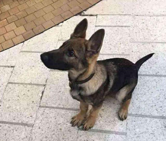 小警犬首次执行任务, 怂得直接尿裤子了, 狗狗: 求求你放下枪吧