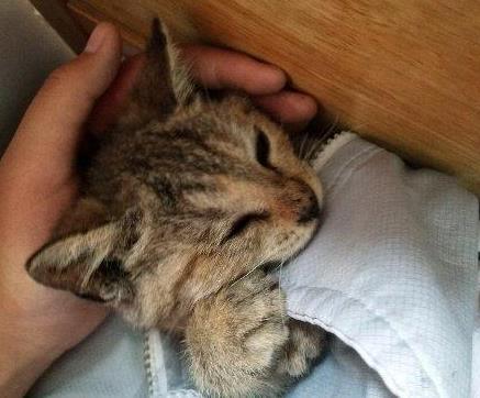 主人舍不得猫咪, 把猫咪装在校服里去上课, 小模样萌化众人