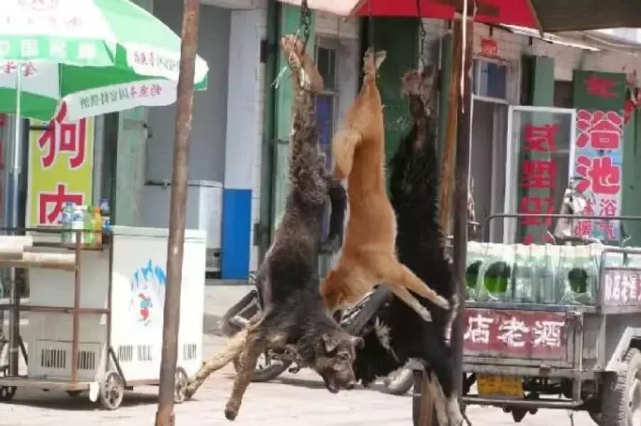狗狗被倒挂在木棍上, 狗贩子街头叫卖狗肉, 路上行人却习以为常!