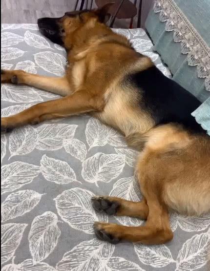 主人说天气冷让它盖被子, 下一秒狗狗的举动让他傻眼了!