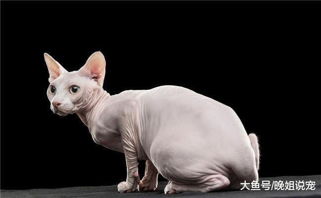 最喜欢跟主人撒娇的5种猫咪, 布偶猫在内, 第三种撒娇“勾人魂”