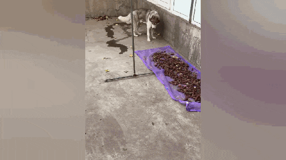 哈士奇偷红薯, 叼到一个撒腿就跑, 网友: 神偷二哈……