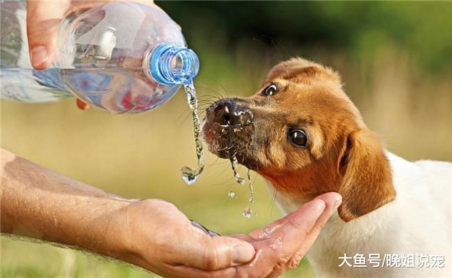 给狗狗喂水要注意, 不管多缺水, 这五种水千万不要给它喝