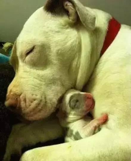 流浪狗被收养的时候, 怀里还藏着一只小狗: 我能带它一起走吗?