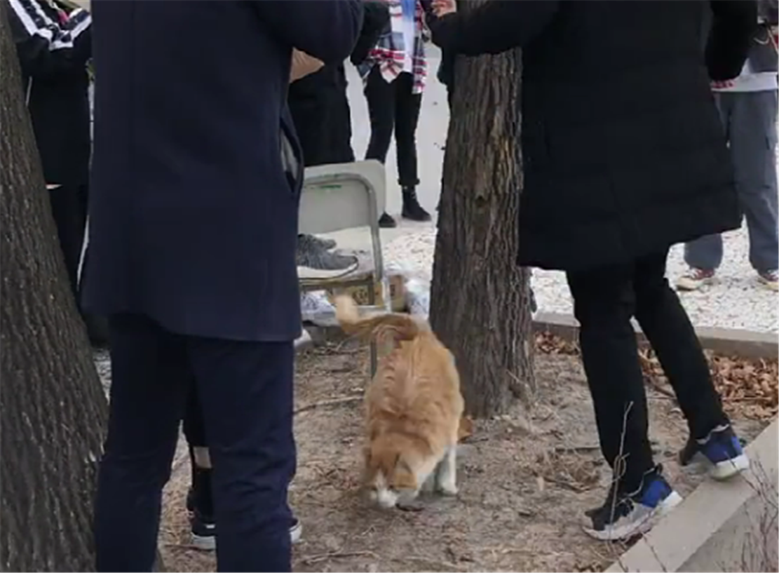大橘猫爬到树上下不来, 抱着树干焦急喵叫, 好心人的举动暖心了…