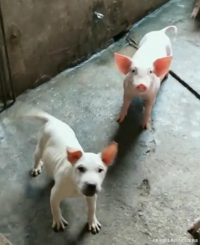 这条狗混进猪圈差点没认出来, 你们来看看这狗像不像猪?
