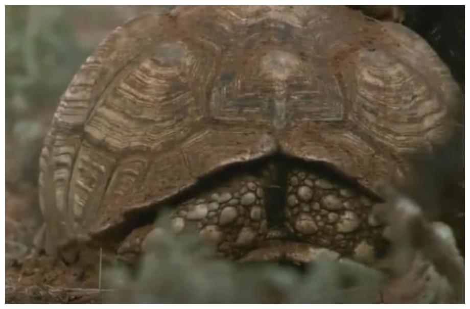 乌龟闯祸了, 不小心惹到“世界上最无所畏惧的动物”, 网友: 保重