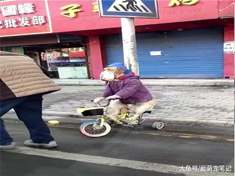 爷爷把金毛装扮成老伴模样, 乍一看没发现它是狗狗, 看到莫名心酸