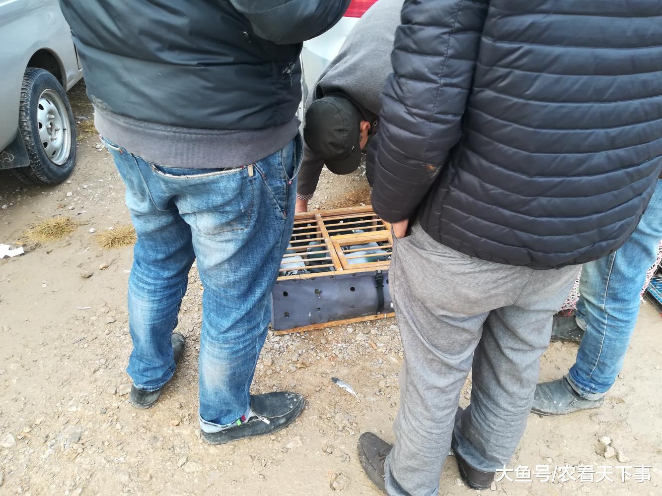 狗市: 宠物种类繁多, 宠物鸽子100元三只, 旁人都说便宜!