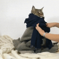 宠物GIF图: 我感觉自己家的猫中了邪!