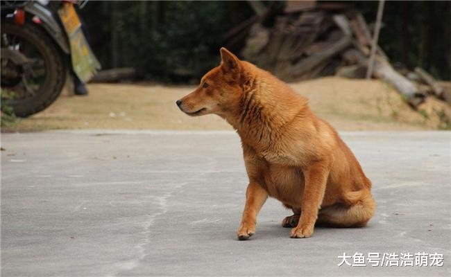 为啥土狗比宠物狗对主人忠诚? 看完后, 我也想养一只
