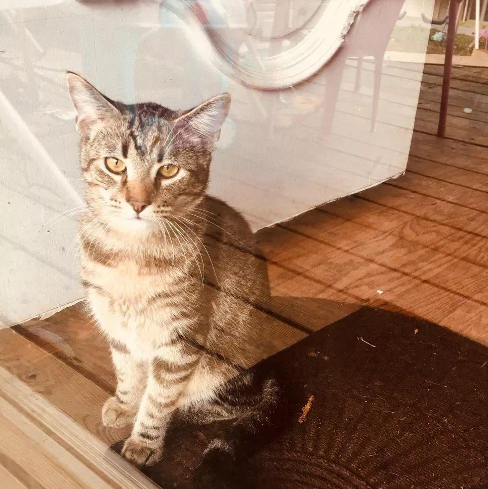 一直高冷的大狸花猫看到了新来的小伙伴之后, 瞬间化为绕指柔!