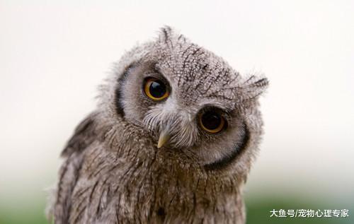 辟谣! “不怕猫头鹰叫, 就怕猫头鹰笑”, 这样的说法靠谱吗?
