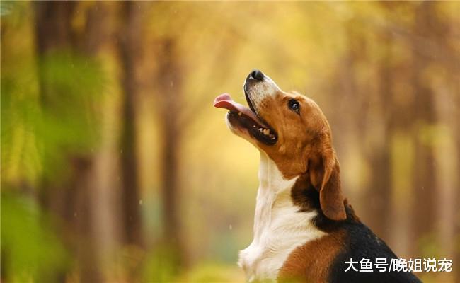 你对狗狗已经很好了? 看完德国人养狗的方法后, 你还敢说吗?