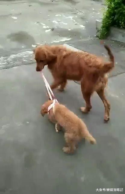 小金毛不愿出来玩, 狗妈妈依然拉着绳子往前跑, 网友: 绝对是亲妈
