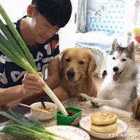 主人拍水下婚纱照, 在旁一边的狗狗以为主人溺水了, 急得直跺脚