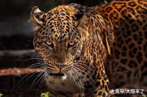 野生猫科动物为什么会濒危? 全部原因都怪人类?